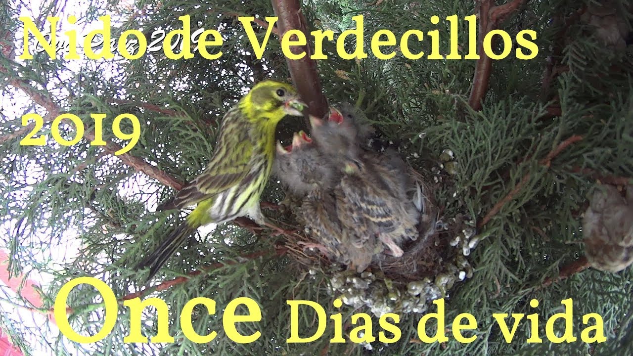 Nido verdecillo 2019 seguimiento.11 dias de vida