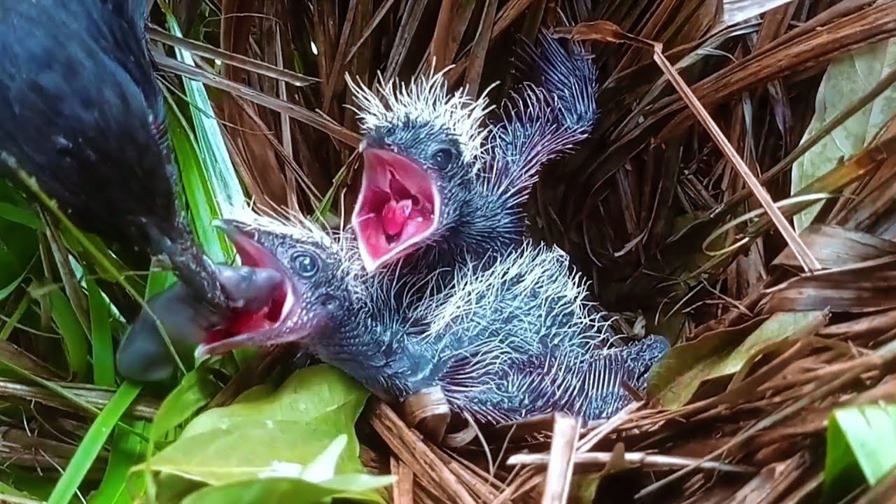 Nature’s Most Ruthless Thief: The Predator Bird
