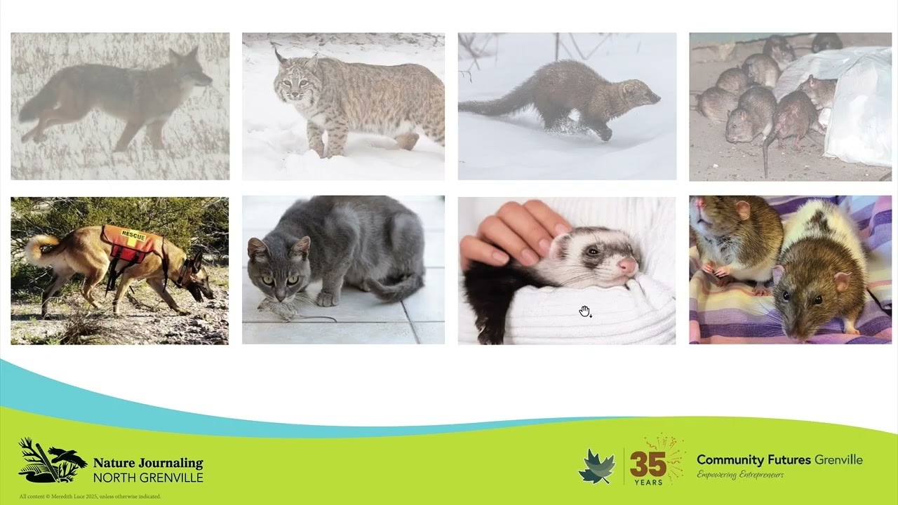 Nature Journaling North Grenville — Mammal Mischief (Feb 2026)