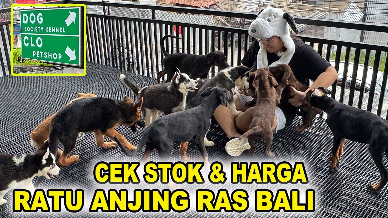 Cek Stok & Harga Penjual Anjing Ras Terbesar Di Bali