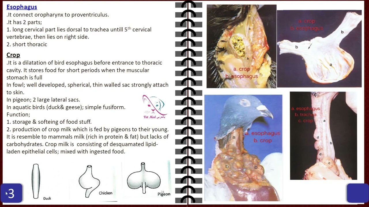 03. Avian Anatomy lecture 3 digestive system (part 1 / 2)
