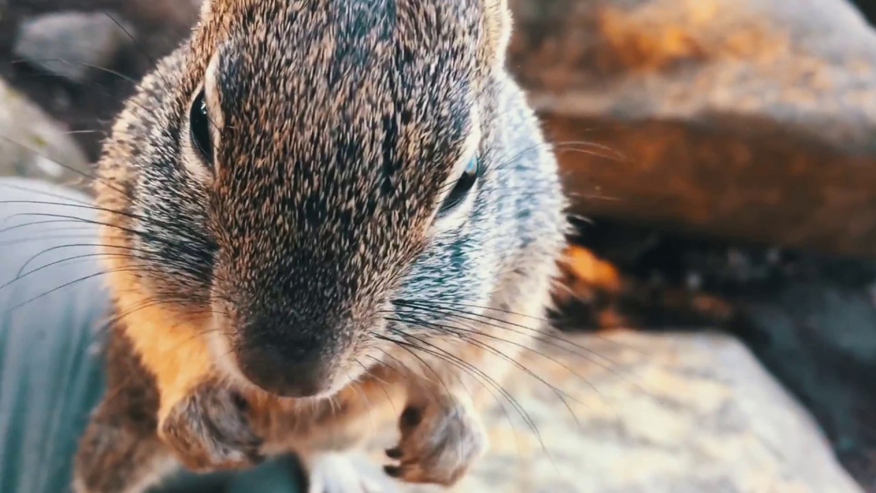 Animals of Sonoma County (shot on Canon XC15)