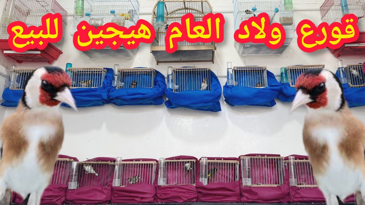 ديما الجديد طيور الحسون قورع ولاد العام هيجين للبيع و طيور الحداد والهزار تحياتي للجميع فرجة ممتعة❤️