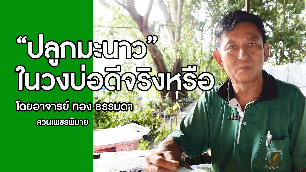 ปลูกมะนาวในวงบ่อ