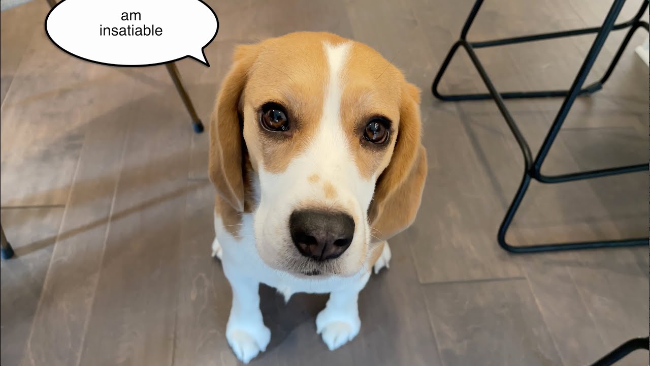 The Begging Experience