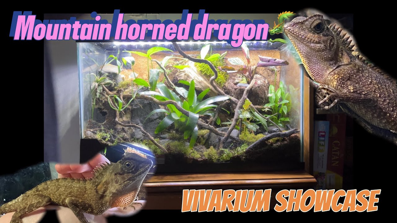 Building a bioactive vivarium for my miniature dragon 🐉 mountain horned lizard remake!🐲