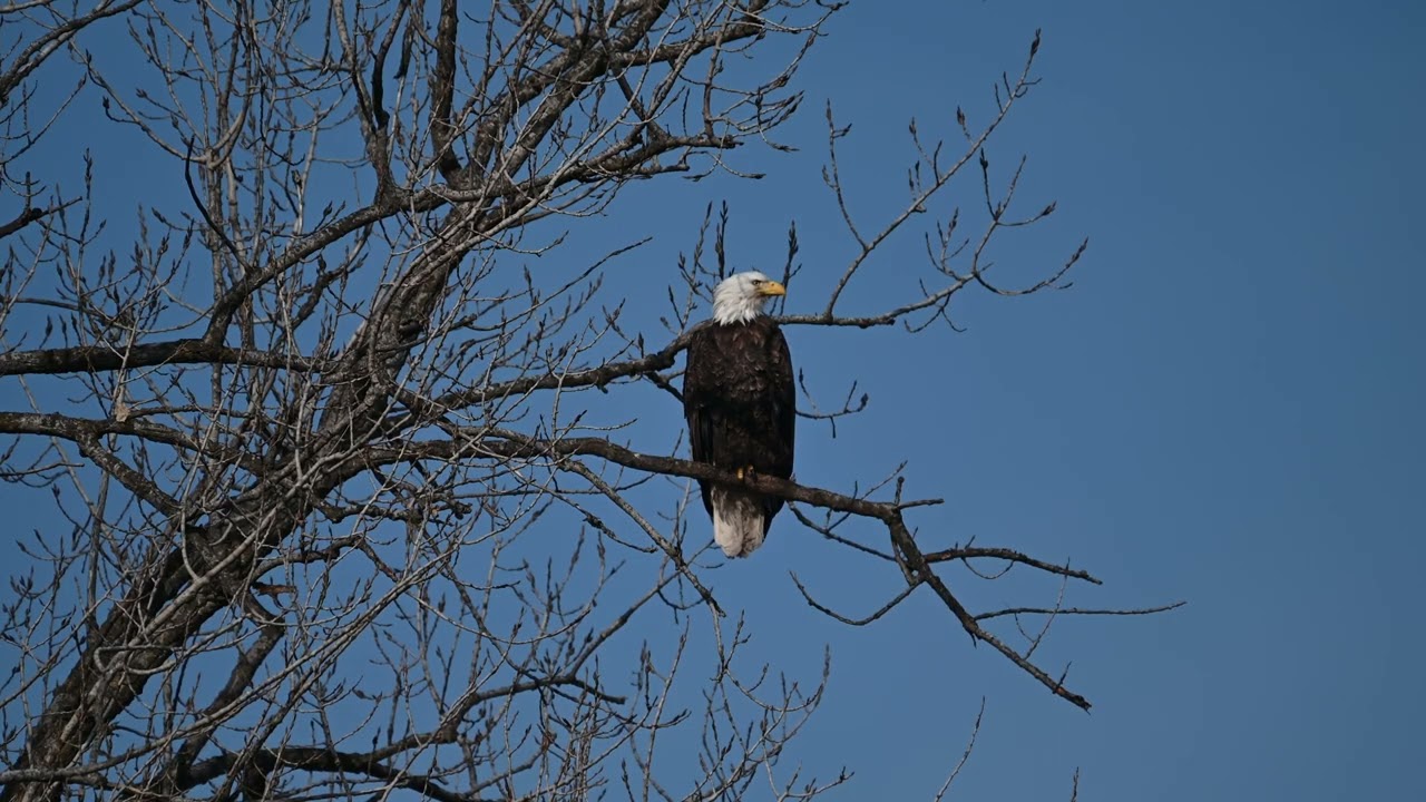 Decorah Hatchery Eagles 2/13/26