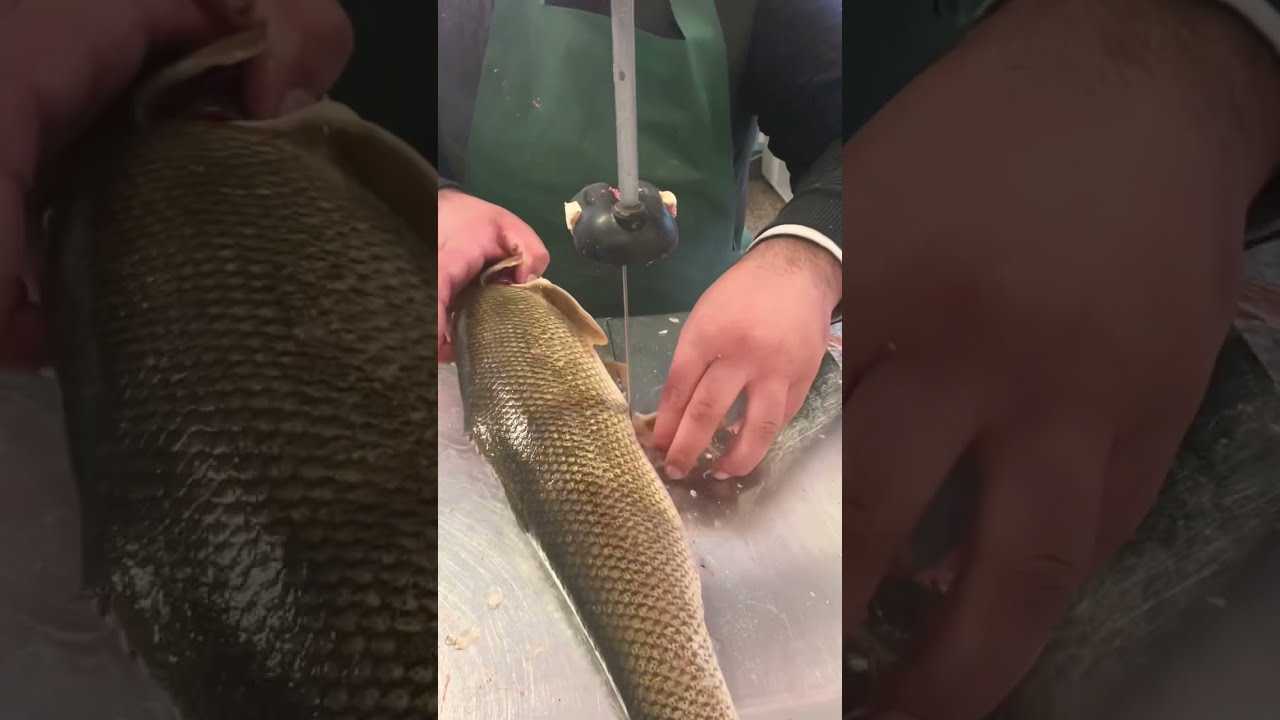 Pesce Barbo  Pescato￼ fiume oglio