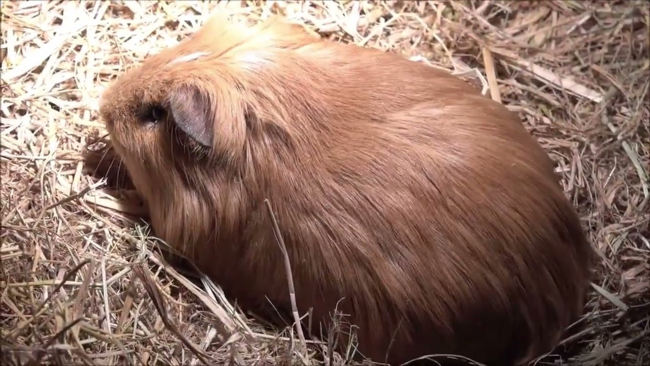 Guinea Pigs: After Dark Feeding Frenzy: It's Late/No Time To Waste!.