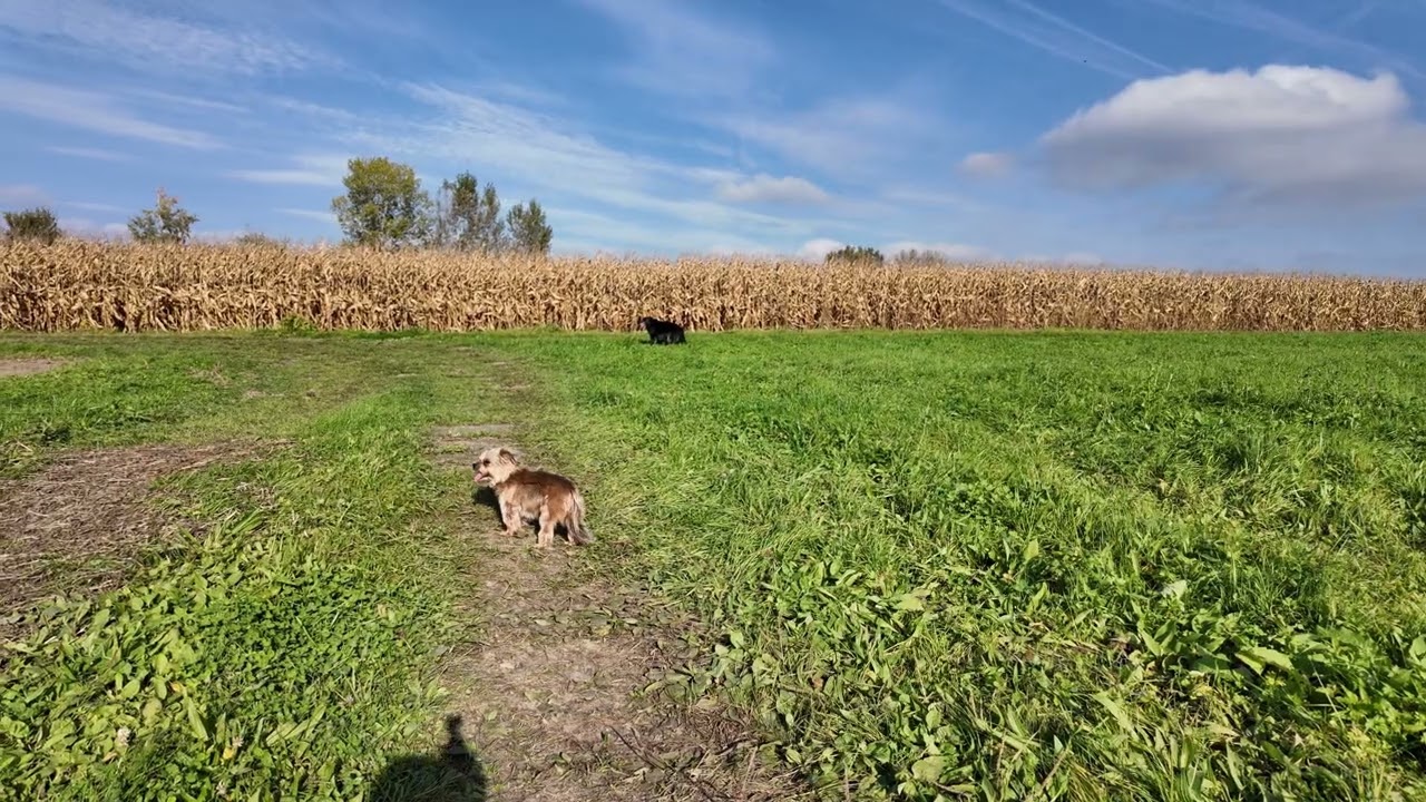kurzer Spaziergang mit den Hundis
