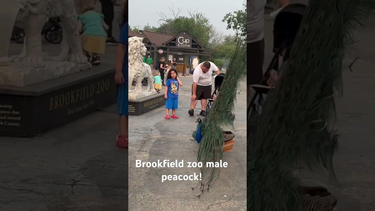 Peacock shaking his feathers at the Brookfield Zoo - July 2023