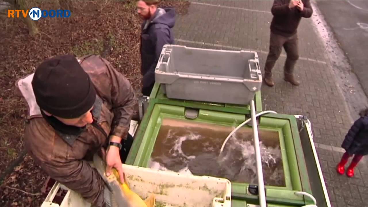 Honderden kilos karper uitgezet in Groningen - RTV Noord