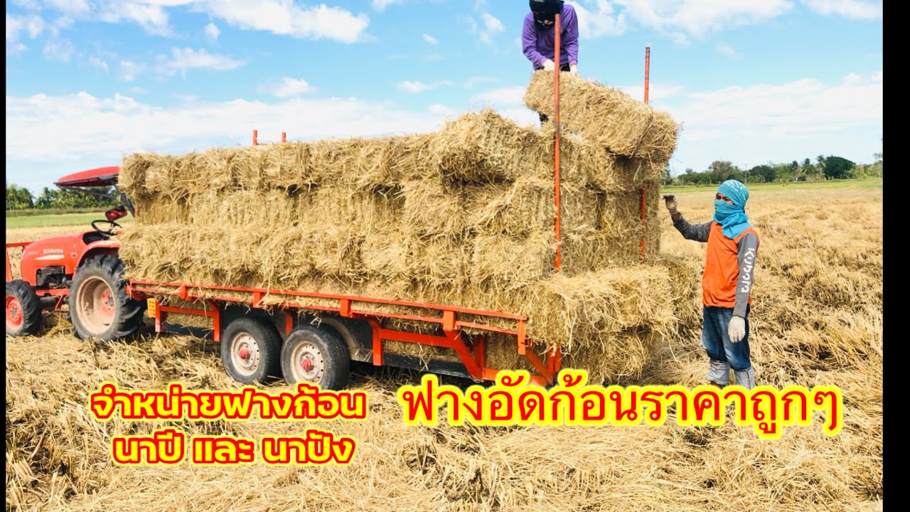 ฟางอัดก้อนราคาถูกๆ สวยๆ มีจำหน่าย ทั้งนาปี และ นาปัง สนใจฟางสวยๆ พ่อค้าหนุ่ม