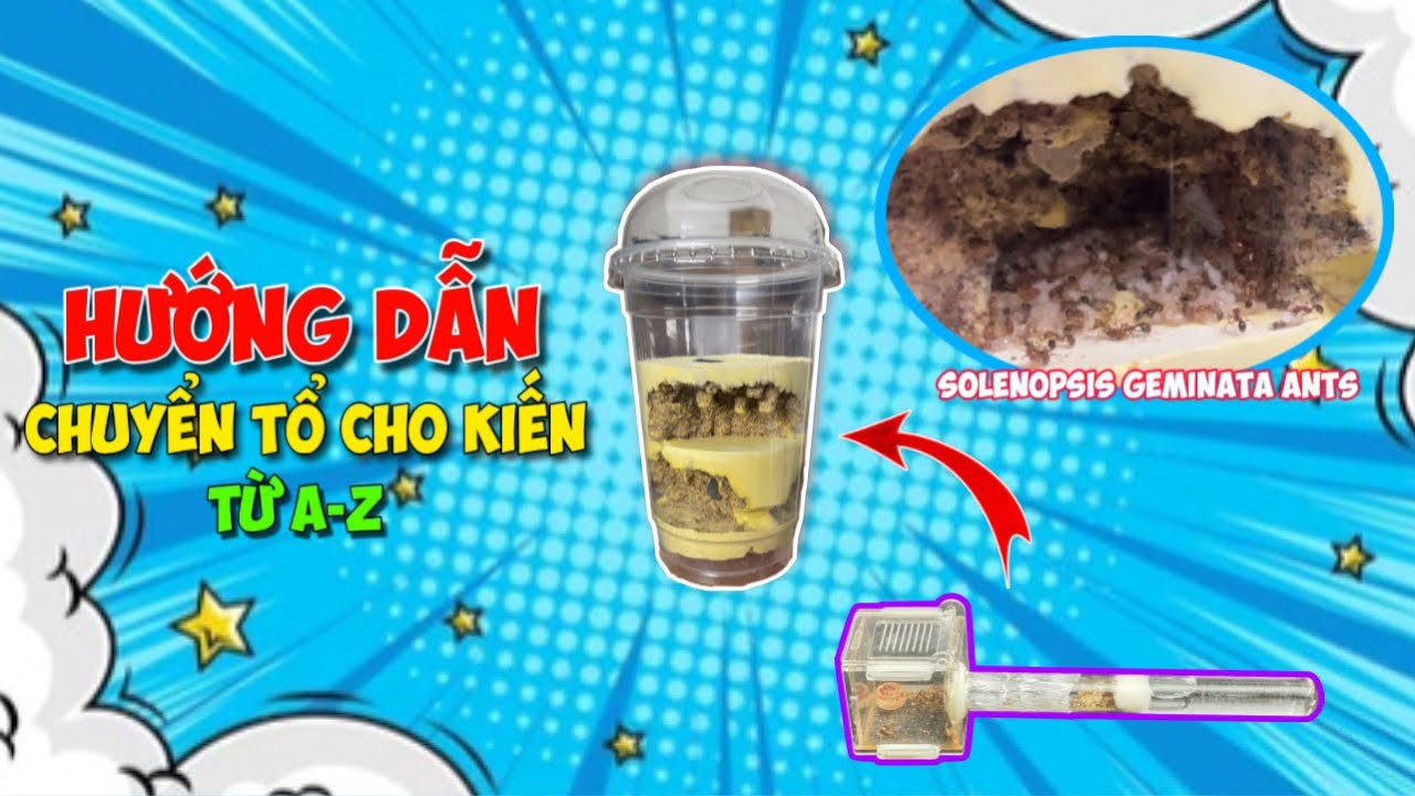 Hướng Dẫn Cách Chuyển Tổ Cho Kiến, Thả Solenopsis Geminata Ants Vào Tank | Lão Gió