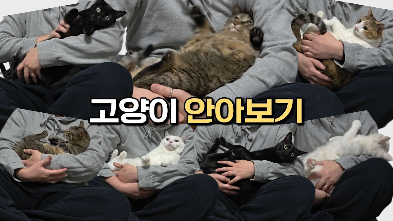 고양이 안아보기