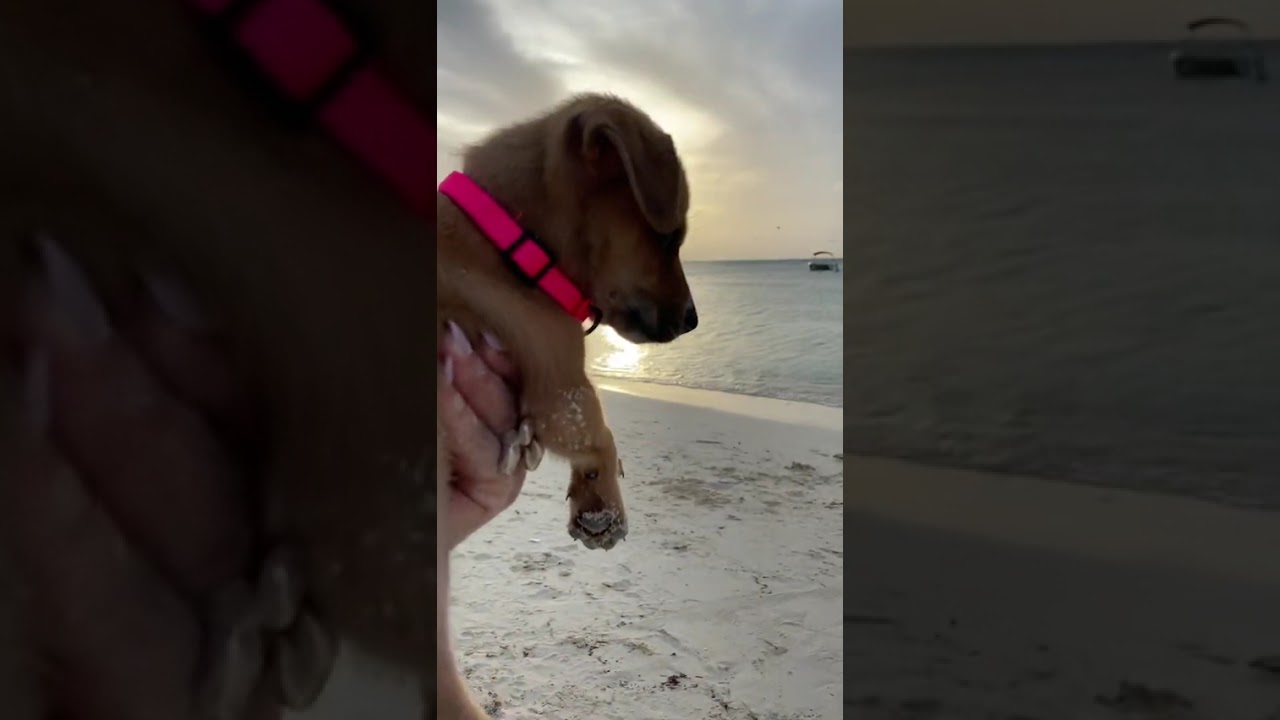 MY ADOPTEES ON PALM BEACH IN ARUBA ~ PUPPY BREATH, RESCUED DOGS | Pessimistic Philosophy Explained