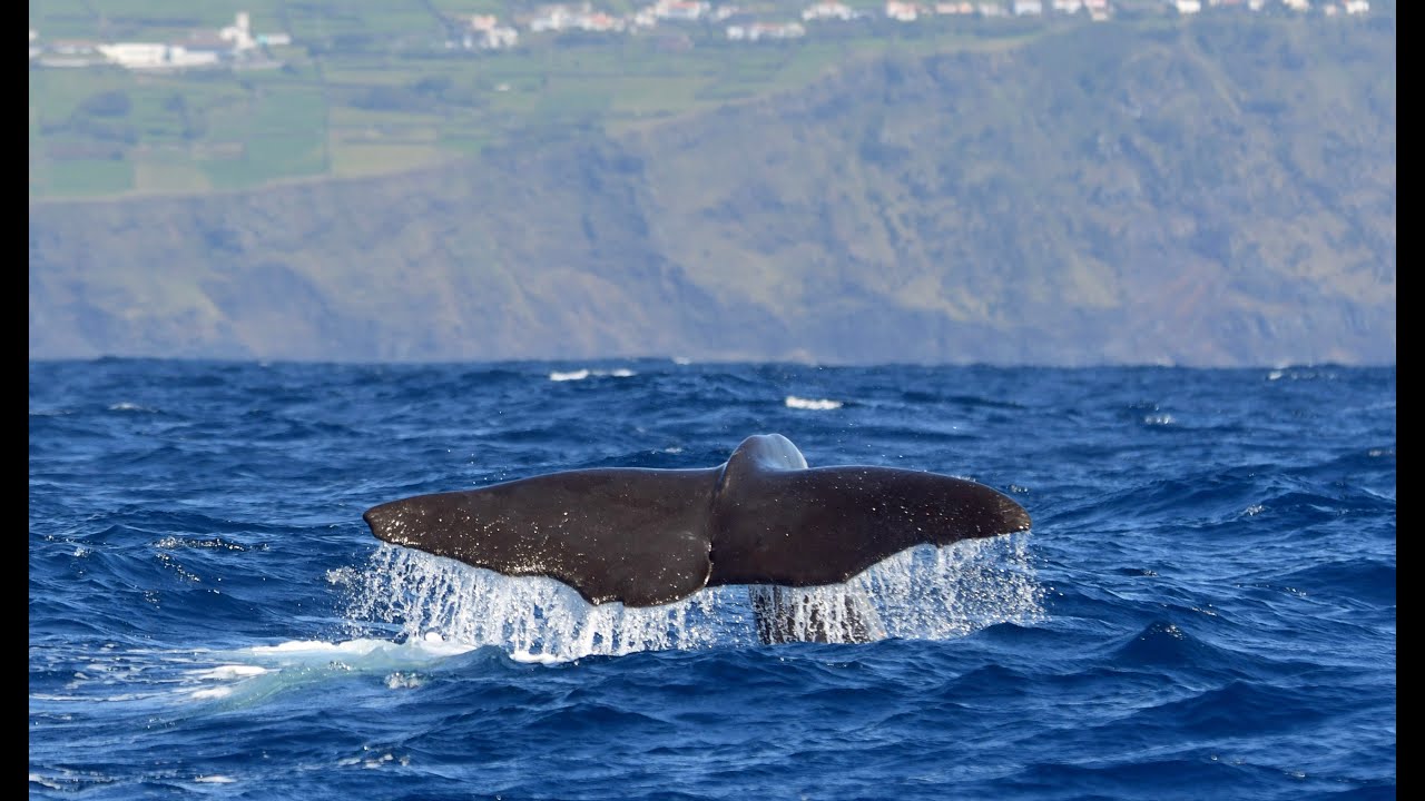 Whale watching Pico