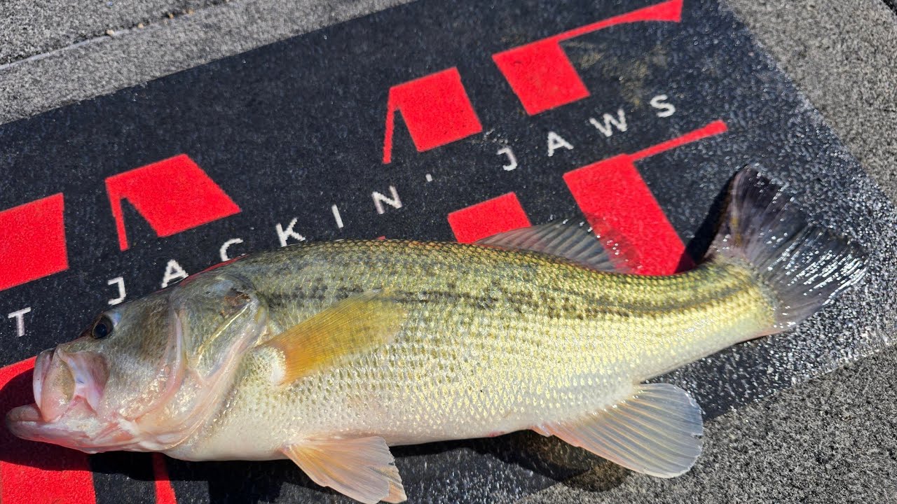 Douglas lake Bass fishing  February 16th. Water temp 45
