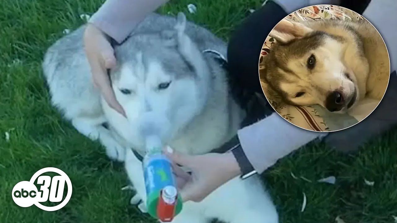 Dog catches mysterious new illness in Clovis, California | Owner shares recovery story