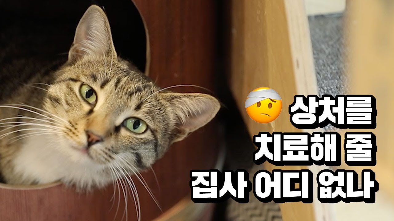 [어떡케어 EP. 3-2] 캣카페는 어떡케어? | 가족이 돼주라 내 편이 돼주라 | #개묘한집사생활 #일일캣카페알바