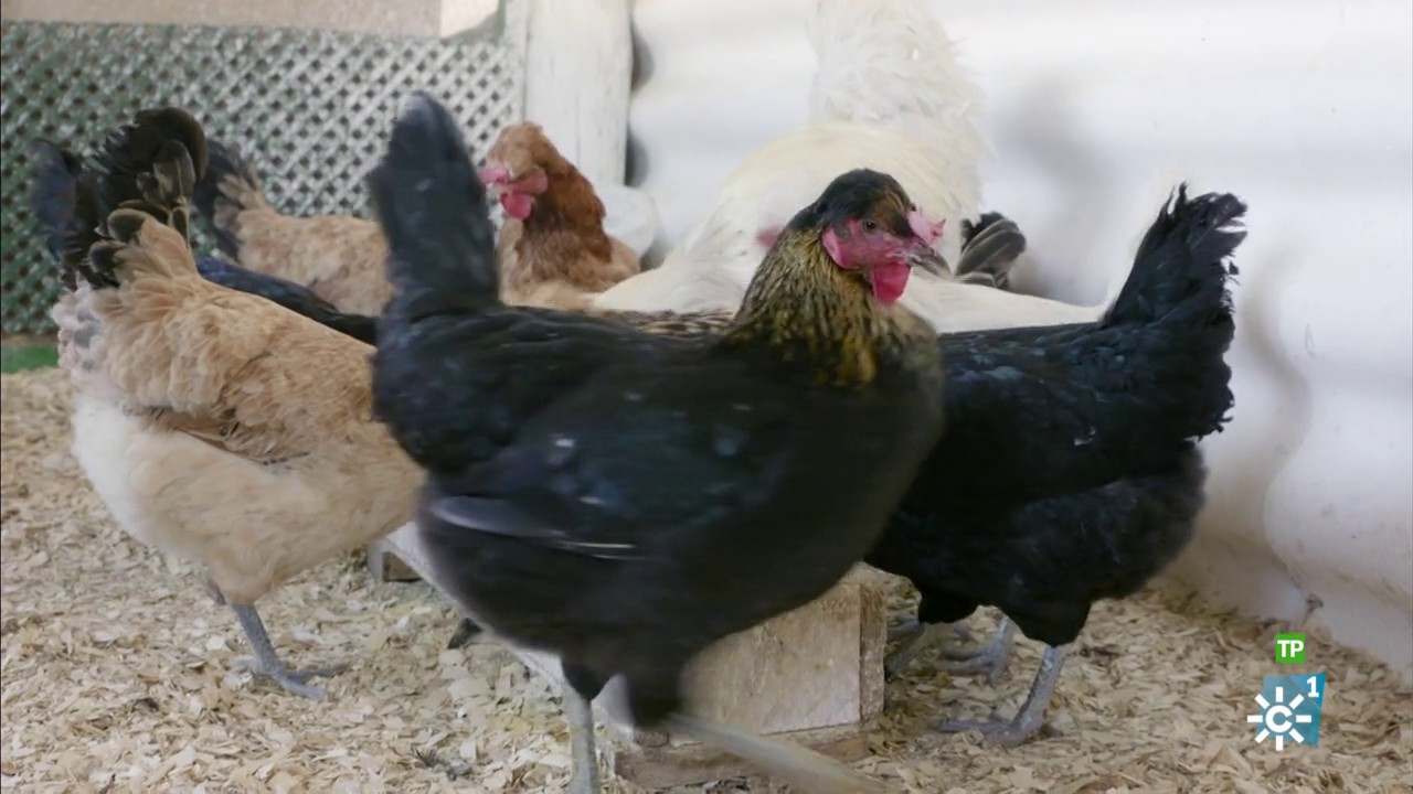Campechanos | Un conservador de gallinas. Un setero. Un gu&iacute;a rural