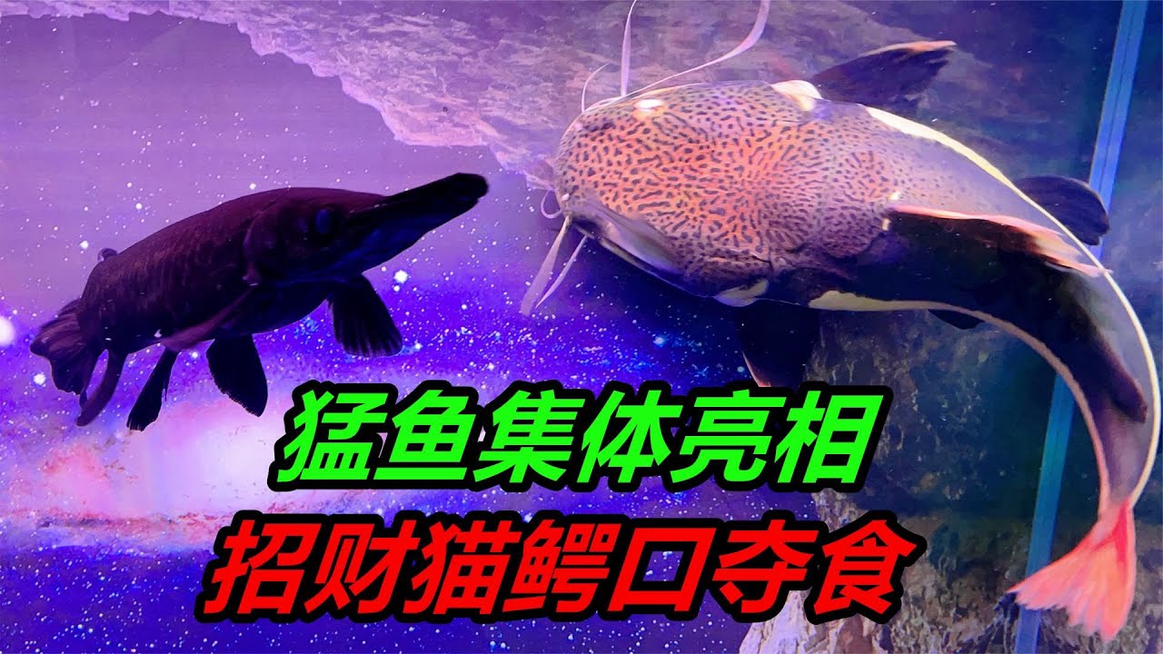 猛魚集體餵食，多種兇猛的食肉類觀賞魚，如何獵取食物