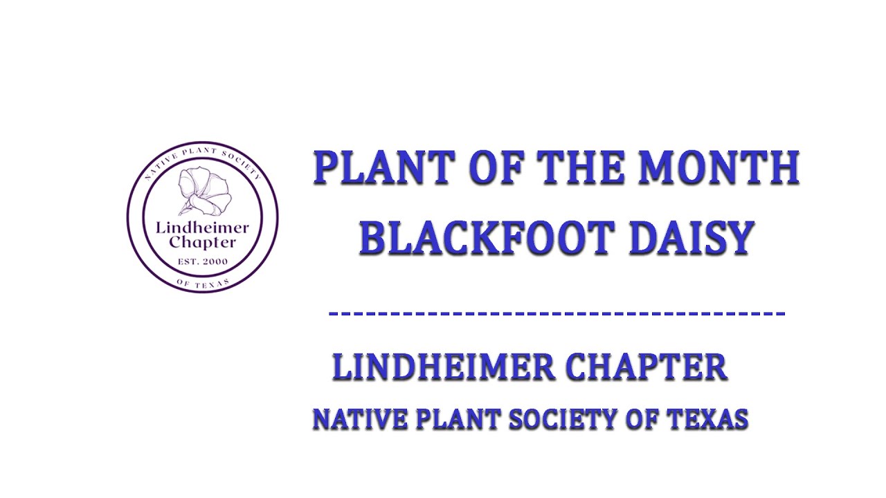 Plant of the Month Jan25 Blackfoot Daisy