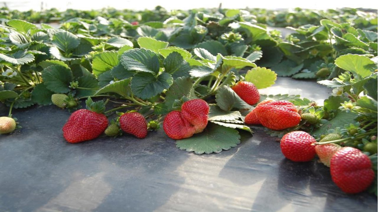 Curso Produ&ccedil;&atilde;o de Morango Org&acirc;nico - &Eacute;poca de Plantio - Cursos CPT