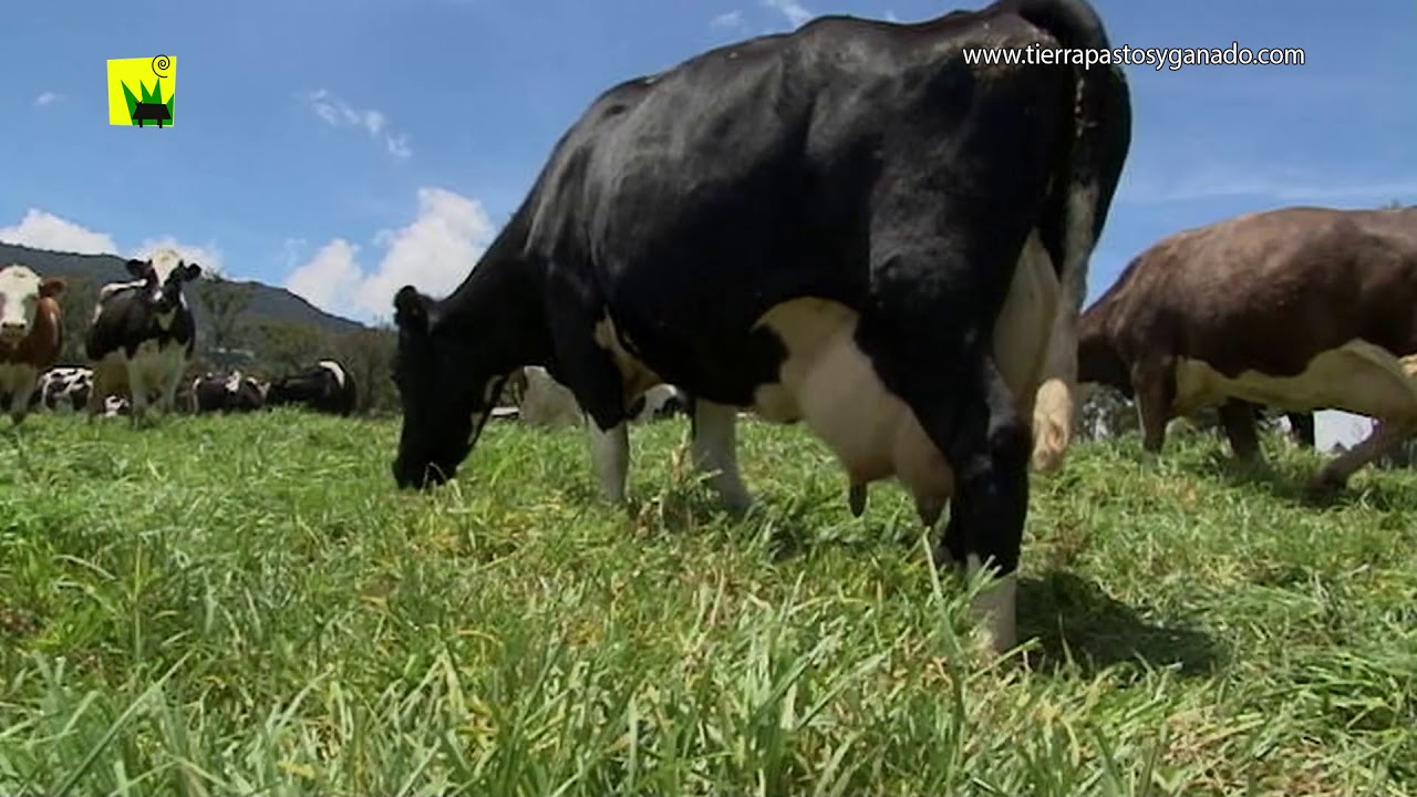 Banco de Estrella Africana para Ganadería Intensiva | Tierra Pastos y Ganado