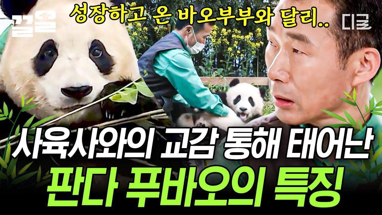 [#YouQuizOnTheBlock] Фубао, который общается со смотрителем зоопарка Кан Чоль Воном с рождения🖤🤍 ...