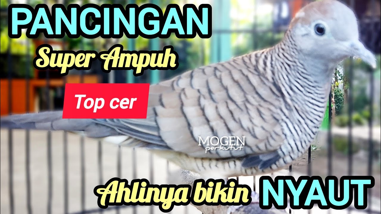 Perkutut Lokal Gacor||Pancingan Perkutut Super Ampuh Bikin Nyaut Bunyi||Suara Ngeristal 