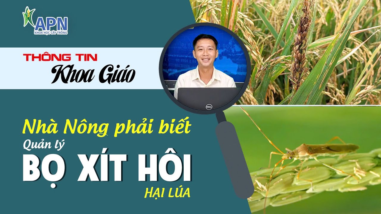 APN - NHÀ NÔNG PHẢI BIẾT QUẢN LÝ BỌ XÍT HÔI HẠI LÚA | Kỹ sư Lê Trần Hoàng Vũ