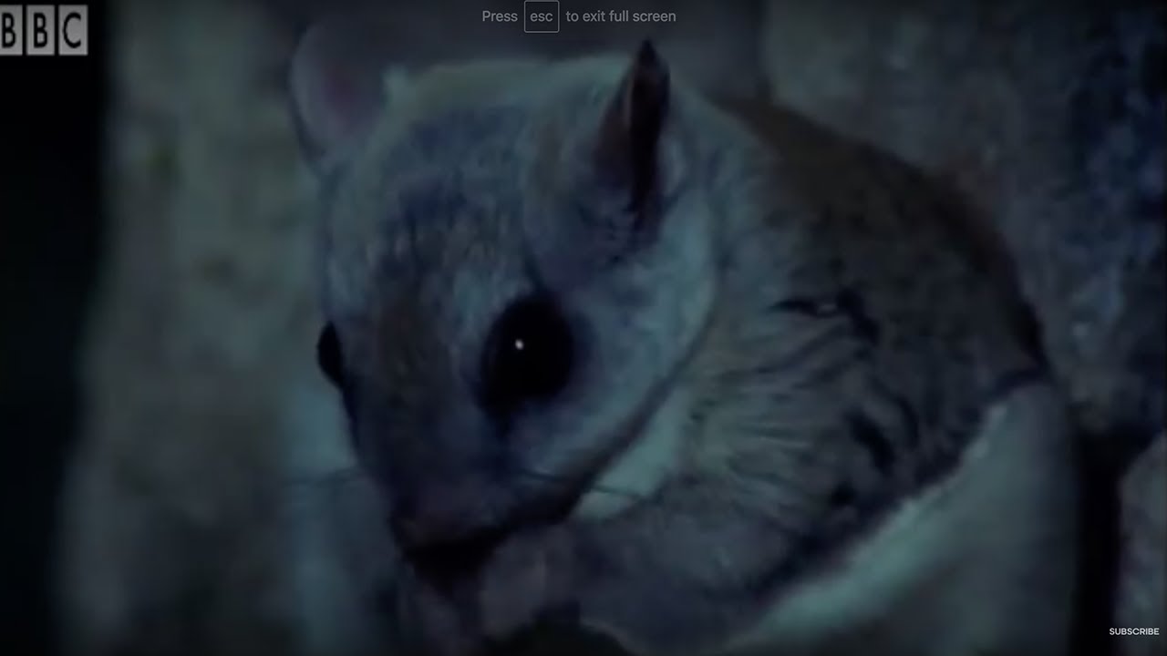 David Attenborough Talks About The Flying Squirrel | BBC Earth