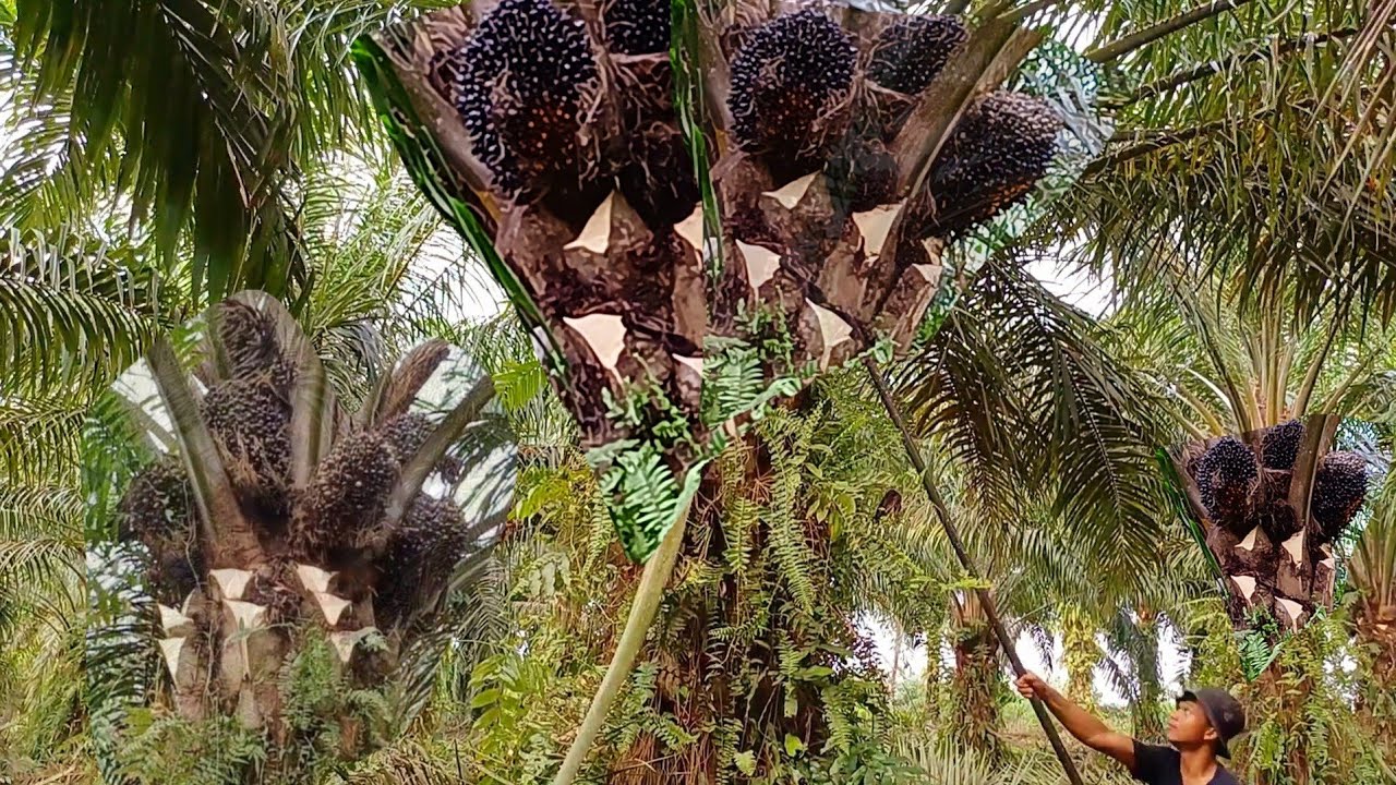 PRUNING SAWIT BIBIT UNGGUL