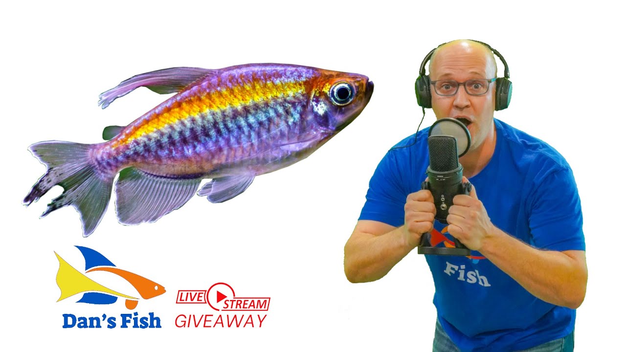 Ep 364 Congo Tetra GIVEAWAY