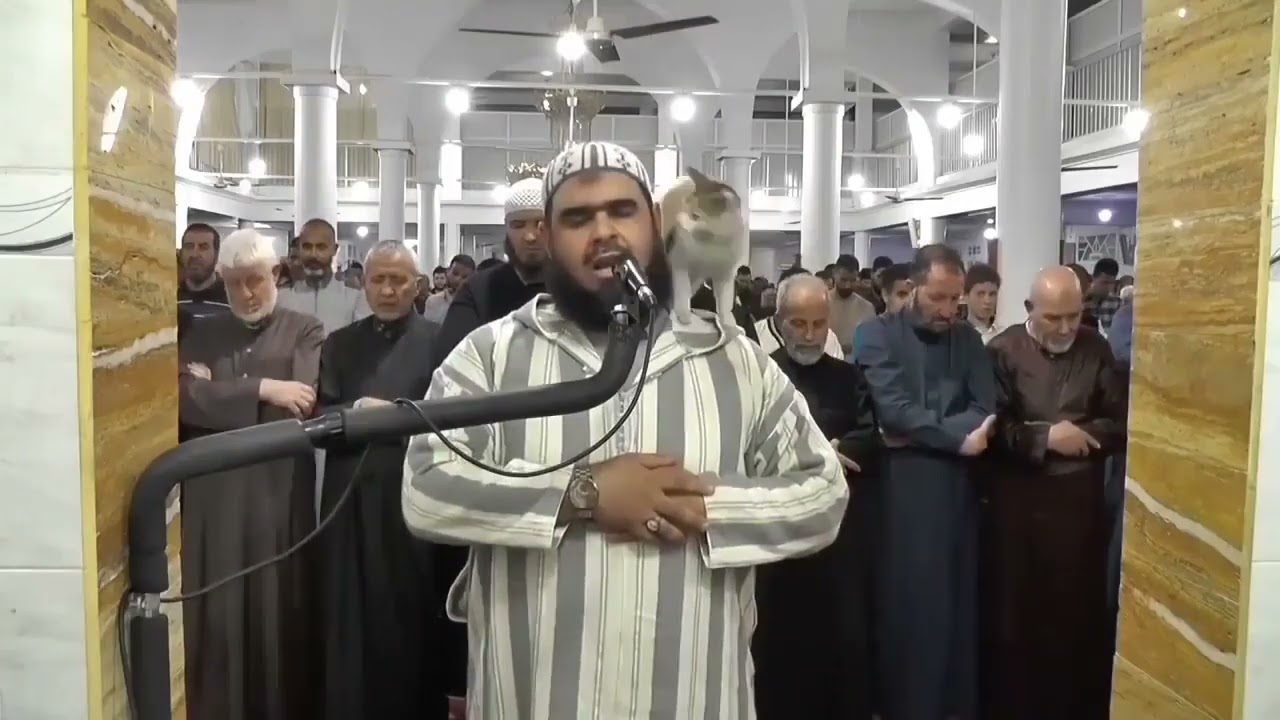 A cat surprises the Imam during Prayer