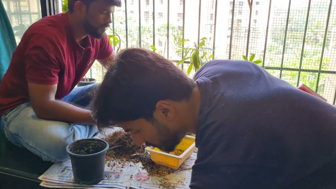 Bonsai Trees - Pruning With Ketan (2025) - Volume 3