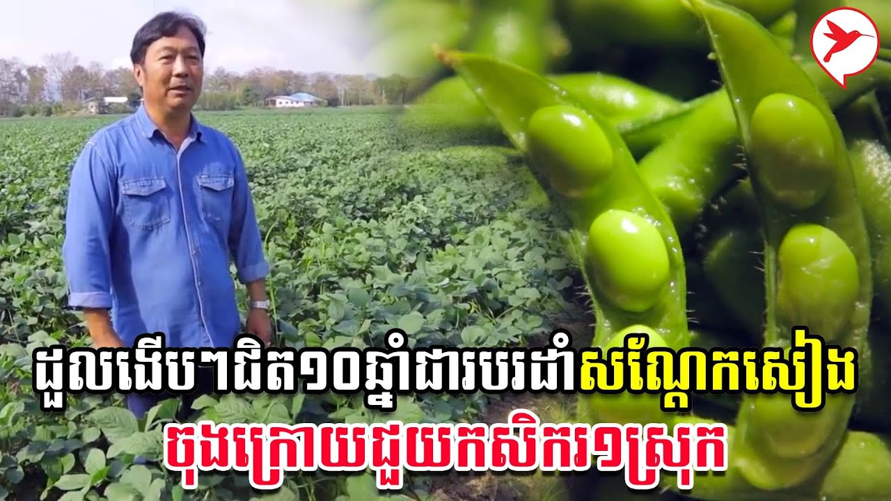 ដួលងើបៗជិត១០ឆ្នាំជារបរដាំសណ្ដែកសៀង ចុងក្រោយជួយកសិករ១ស្រុក | កម្មវិធីកសិកម្ម