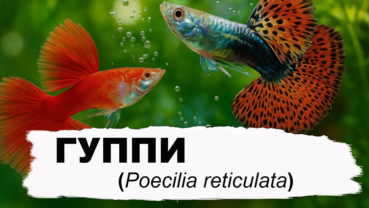 Гуппи - полный гид по уходу, разведению и содержанию