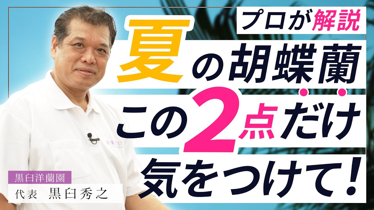【胡蝶蘭】プロが解説！胡蝶蘭の夏の管理方法！