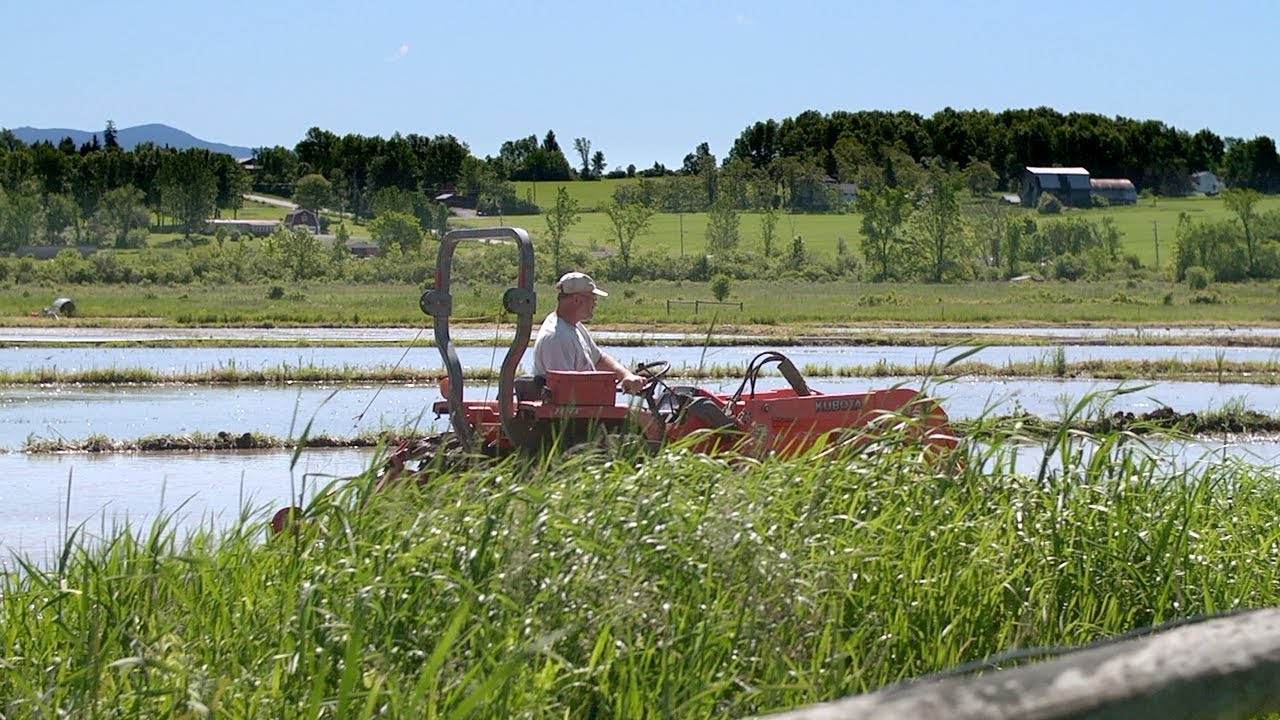 Integrated Duck  Rice Farming - Part One