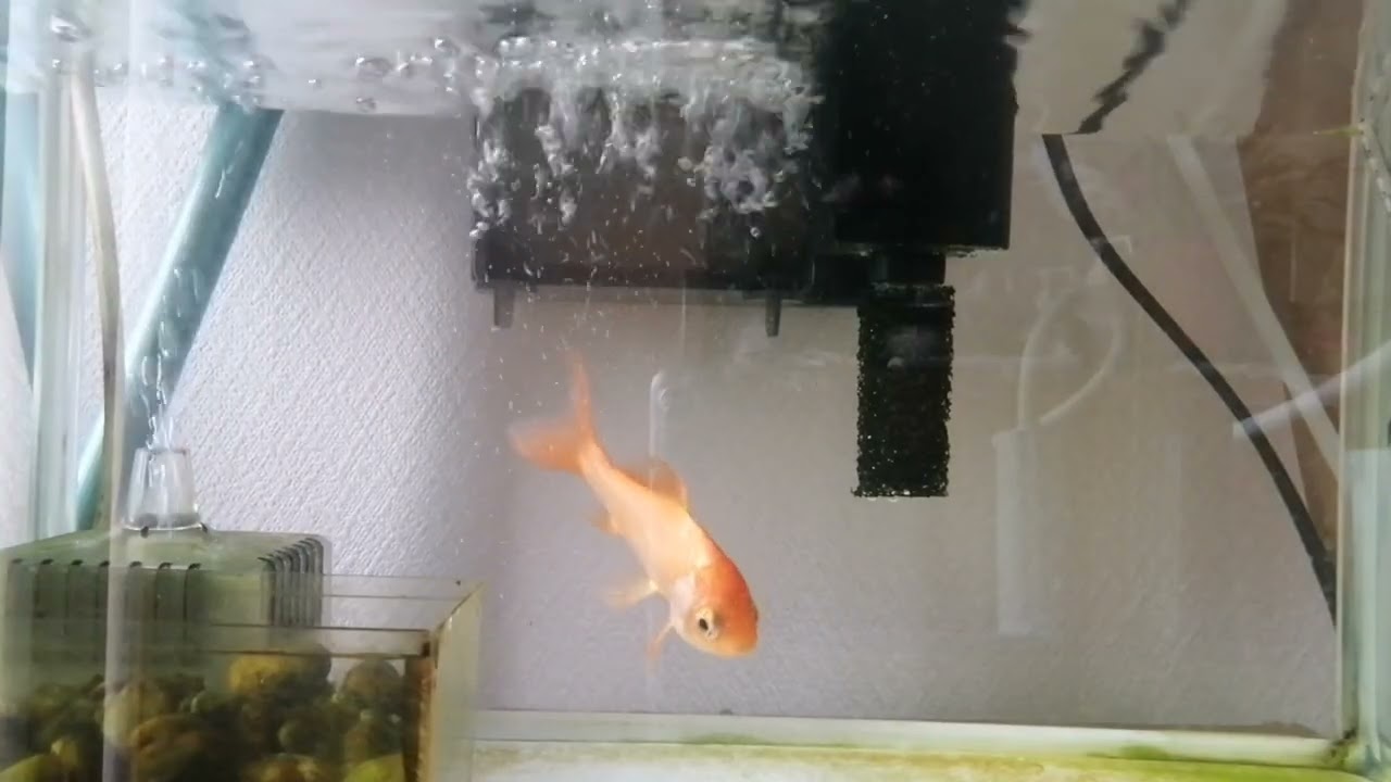 べ〜ちゃんの金魚飼育日記　957日