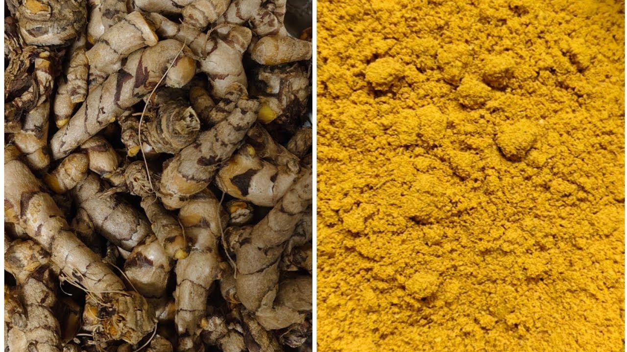 సేంద్రీయ పసుపు తయారీ #how to prepare haldi #gardening #subscribemychannel 