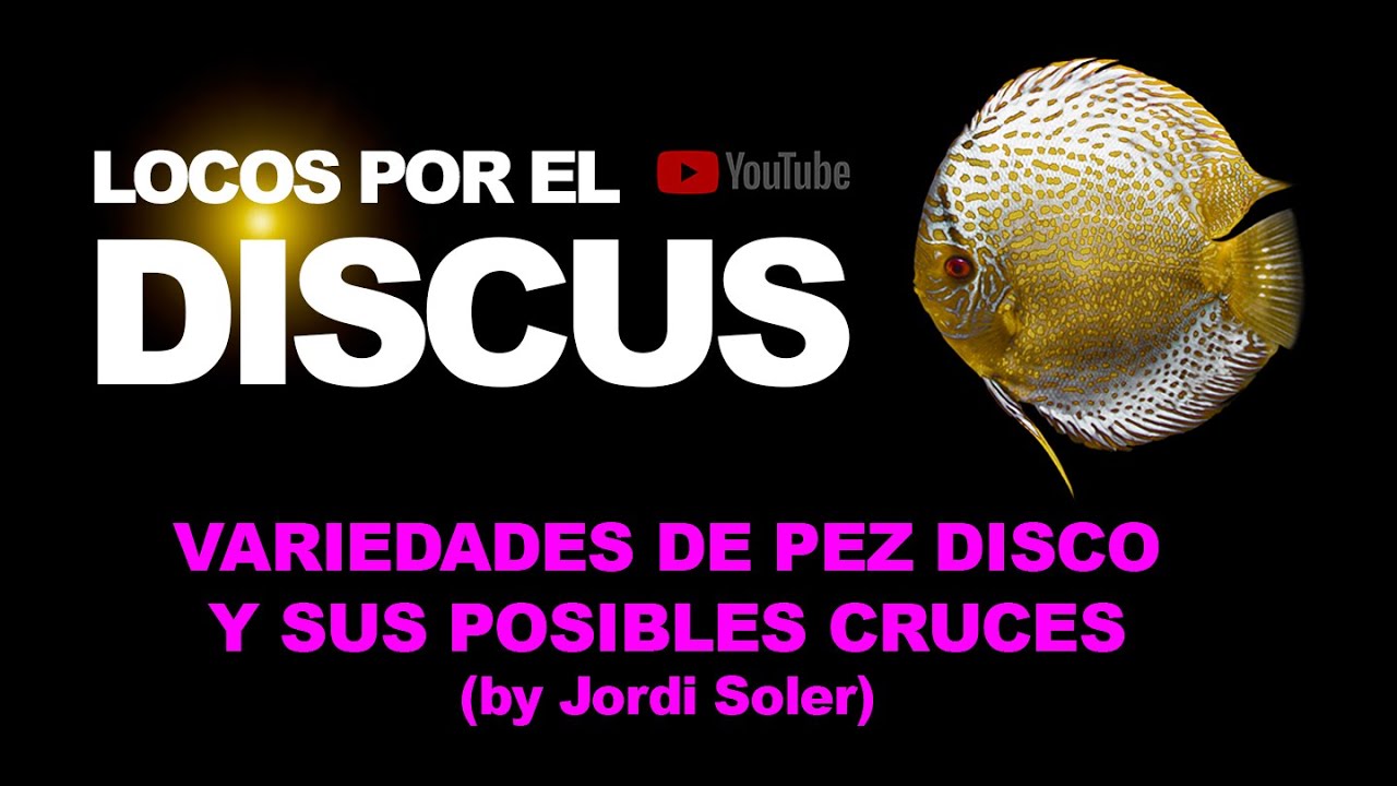 VARIEDADES DE PEZ DISCO Y SUS POSIBLES CRUCES by Jordi Soler