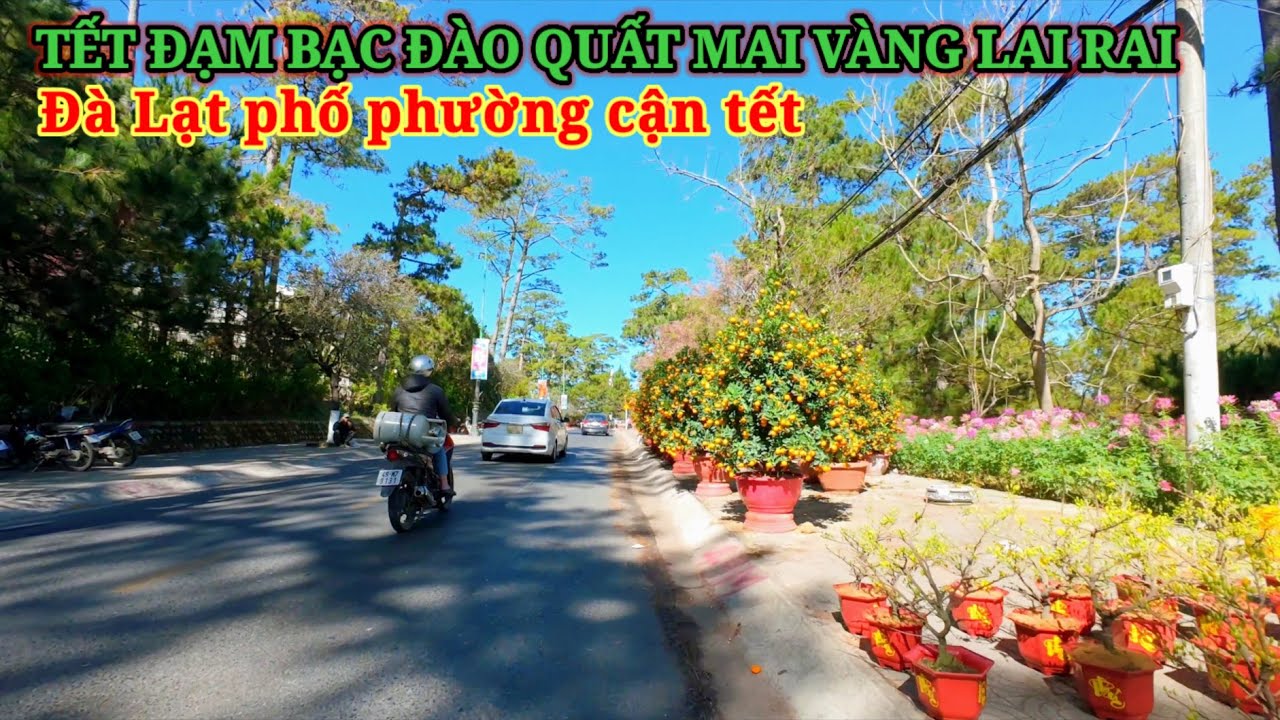 CÓ XUÂN TẾT ĐẠM BẠC ĐÀO QUẤT MAI VÀNG LAI RAI MUA BÁN, ĐÀ LẠT NGÀY NAY
