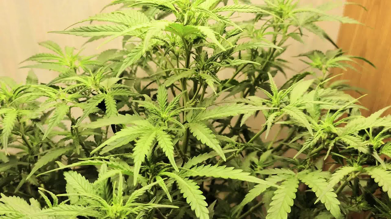 ILGM Gelato AutoFlowers Cannabis FLOWER TIME!!                                    #marshydrosp150