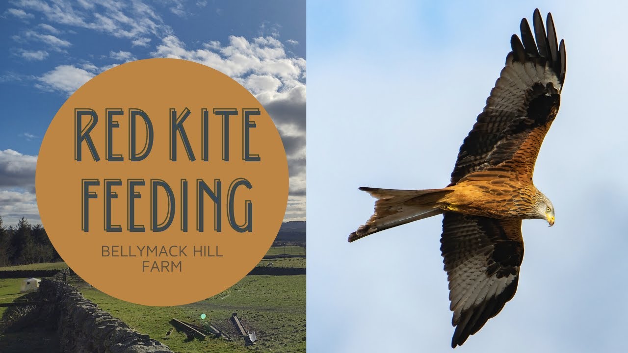 Red Kite Feeding // Bellymack Hill Farm // Galloway Kite Trail //Dumfries & Galloway