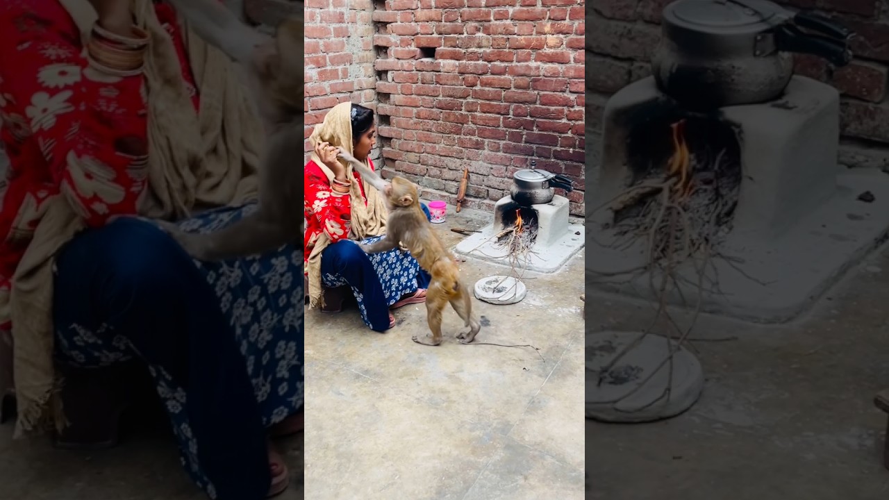 Monkey feeding new funny video 😂🐒 #monkeyvideosforkids #babyanimals #monkeysr #entertaininganimals