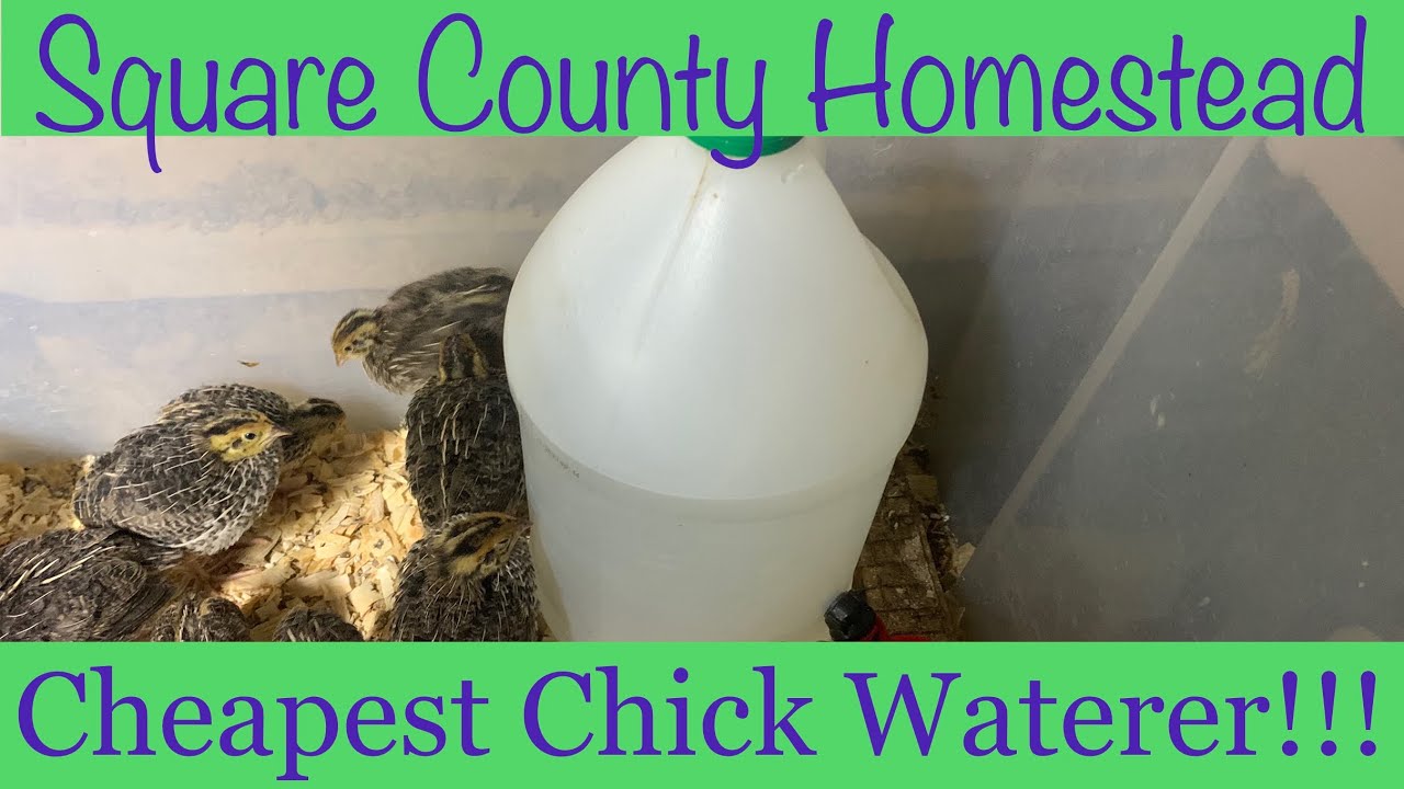 Cheapest and most simple chick waterer made in 3 mins.