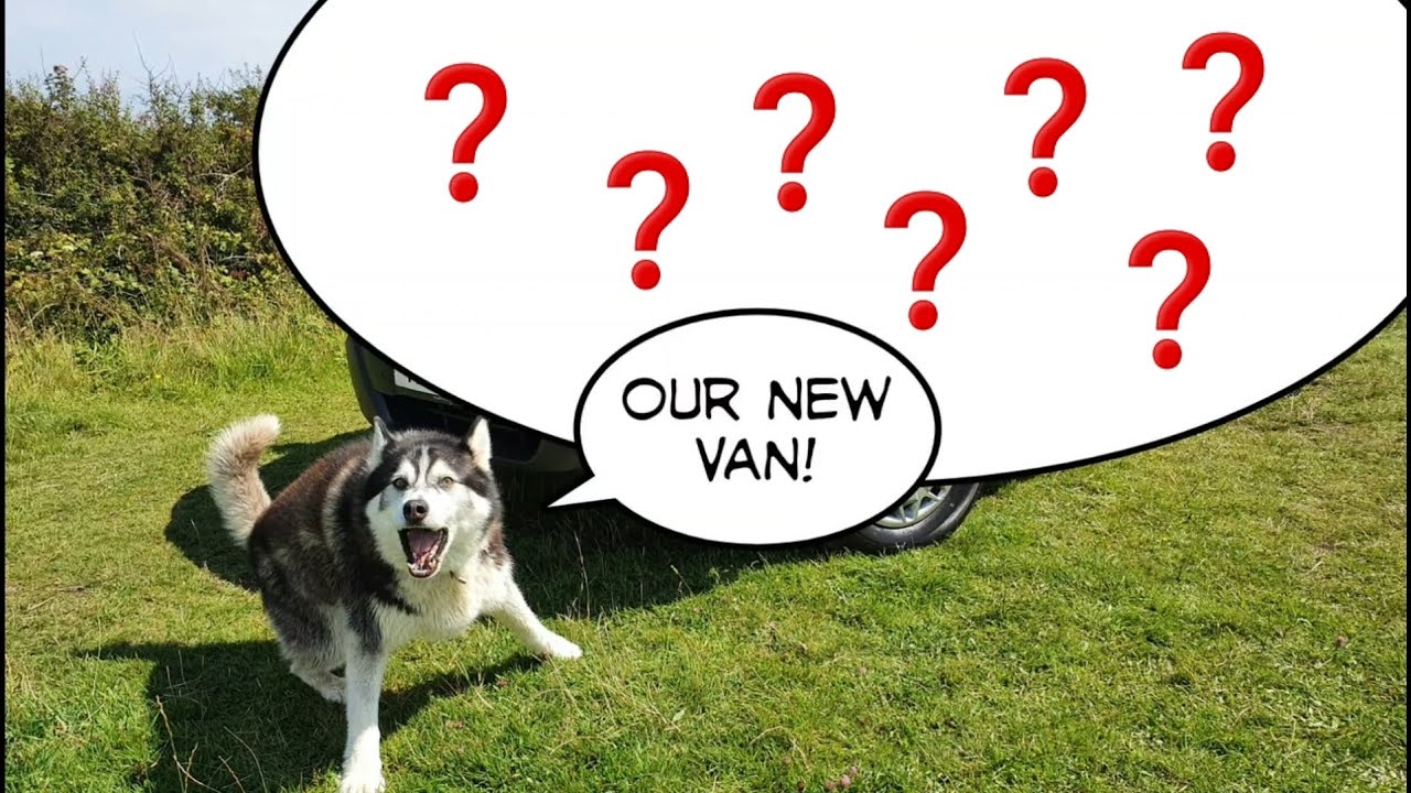 Excited Dog shows you his new Ride! | Vanlife